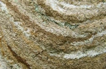 Frelon asiatique (Vespa velutina), structure de l'enveloppe du nid, photo 2