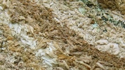 Frelon asiatique (Vespa velutina), structure de l'enveloppe du nid, détail.