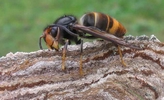 Frelon asiatique (Vespa velutina), construction de l'enveloppe du nid.