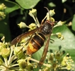 frelon asiatique (vespa velutina)  butinant sur du lierre, photo 3