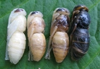 Frelon asiatique (Vespa velutina), nymphes à divers stades de maturation, photo 1.