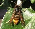frelon asiatique (vespa velutina), os&eacute; sur une feuille de lierre.