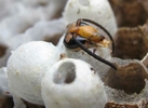 Frelon asiatique (Vespa velutina), adulte en train d'éclore.