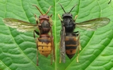 Frelon asiatique (Vespa velutina) et frelon europ&eacute;en (Vespa crabro) duo comparatif