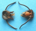 Frelon asiatique (Vespa velutina), tête vue de dessus et de dessous.