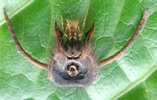 Frelon asiatique (Vespa velutina),, tête en vue  ventrale