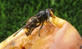 frelon asiatique (vespa velutina), sur morceau de pomme, photo 1.