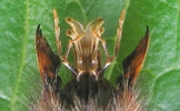 Frelon asiatique (Vespa velutina), d&eacute;tail des appendices bucaux, photo 1.