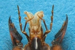 Frelon asiatique (Vespa velutina), détail des appendices bucaux, photo 2