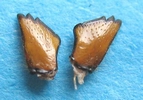 Frelon asiatique (Vespa velutina) , faces iexternes des mandibules