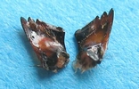Frelon asiatique (Vespa velutina) , faces internes des mandibules.