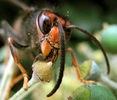 frelon asiatique (vespa velutina)  butinant sur du lierre, détaiml de la tête.