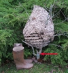 Frelon asiatique (Vespa velutina), gros nid (déposé), photo1.