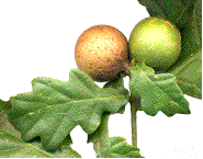 galles d'andricus kollari