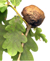 galle de Biorhiza pallida