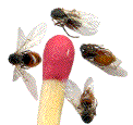 adultes d'Andricus lucidus