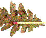 groupe de galles de Cynips divisa