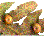 galles de Cynips divisa