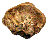 coupe de galle de Biorhiza pallida