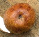détail d'une galle de cynips divisa