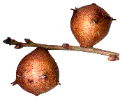 galles d'A. quercustozae, inhabituellement piriformes et "&eacute;pineuses"