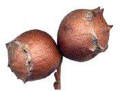 morphologie classique des galles d'Andricus quercustozae