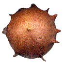 mise en &eacute;vidence de protub&eacute;rances particuli&egrave;rement d&eacute;velopp&eacute;es