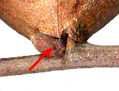 détail de l'implantation des galles d'A. quercustozae