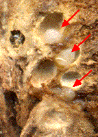 larves "in situ" de Biorhiza pallida