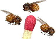 imagos d'A. quercustozae