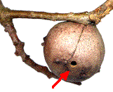 trou de sorte d'A. quercustozae