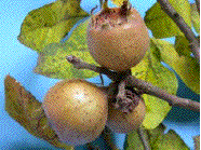 n&egrave;fles, &agrave; titre comparatif