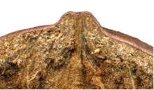 illustration  de la minceur de l'enveloppe