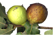 A. quercustozae: galles en cours de maturation