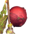 A. quercustozae: galle rouge