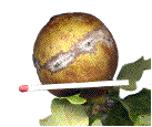 A. quercustozae: exemple de tr&egrave;s grosse galle