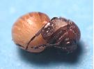 A. quercustozae: nymphe prête à "éclore" (photo 2)