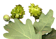 galles de Cynips quercuscalicis (mi-juillet)