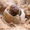 adulte immature de qercustozae, dans sa logette (photo 3)