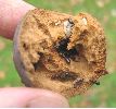 nid de fourmis dans une galle de quercustozae