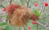 galles de l'&eacute;glantier (Diplolepis rosae) aspect g&eacute;n&eacute;ral in natura, photo 2