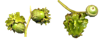 galles de Cynips quercuscalicis (mi-juillet)