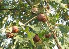 galles in natura d'Andricus quercustozae.