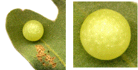 galle foliaire ind&eacute;termin&eacute;e