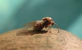 imago sur le viif de A. quercustozae, photo 3