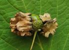 galles jumelles de Cynips quercuscalicis