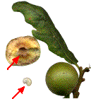 galle ouverte et larve d'andricus kollari