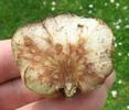 Pomme de chêne (Biorhiza pallida), en coupe, photo 2.