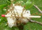 galle cotonneuse (Andricus quercusramuli), vue générale d'une galle, photo 5.