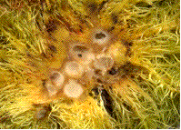 galle de l'&eacute;glantier, loges des larves